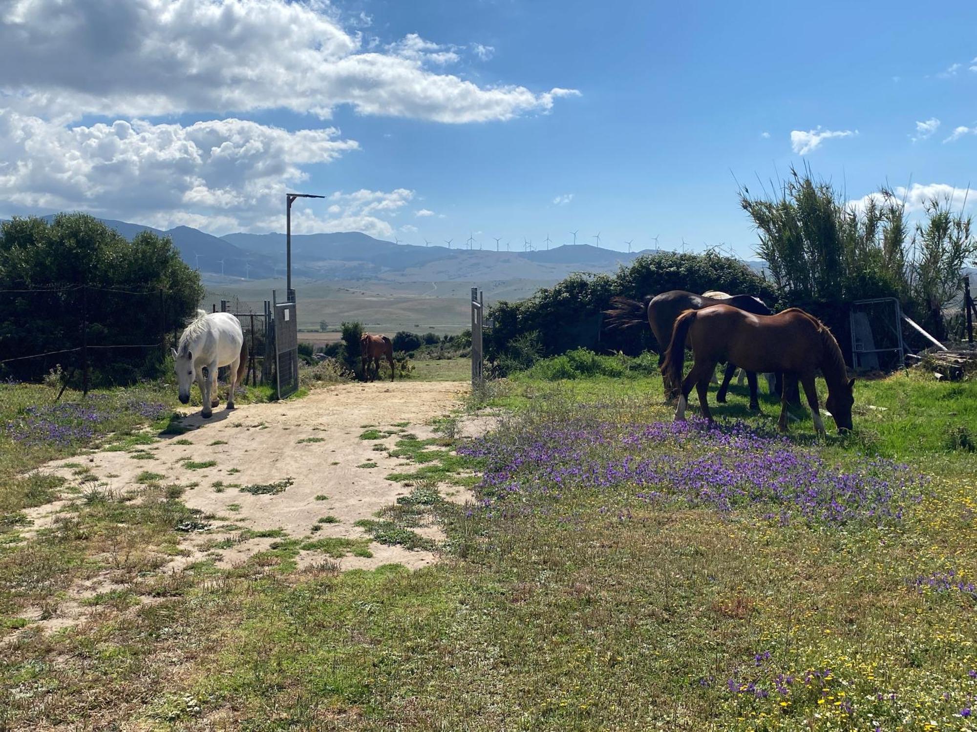 Rustic Cabin Tarifa 4 Guests 10 Minutes To Beach Exteriör bild